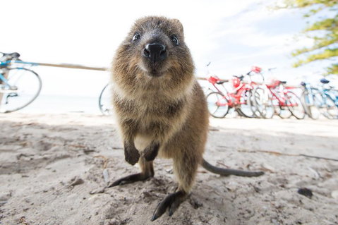 Rottnest Island Round-Trip Ferry From Perth Or Fremantle - Accommodation Port Hedland 3