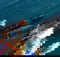 AOC Whale Watching from Broome - Accommodation Port Hedland