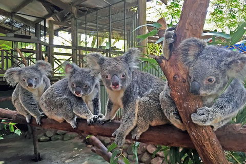 Best Of Kuranda Including Skyrail, Kuranda Scenic Railway And Rainforestation - Accommodation Port Hedland 4