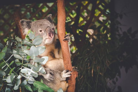 Small-Group Blue Mountains Day Trip From Sydney With Wildlife Park - Accommodation Port Hedland 2