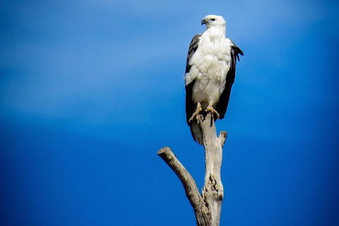 Kangaroo Island 75-Minute Ocean Safari - Accommodation Port Hedland 0
