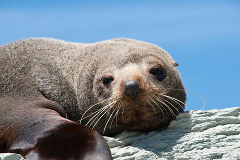 Kangaroo Island 75-Minute Ocean Safari - Accommodation Port Hedland 1