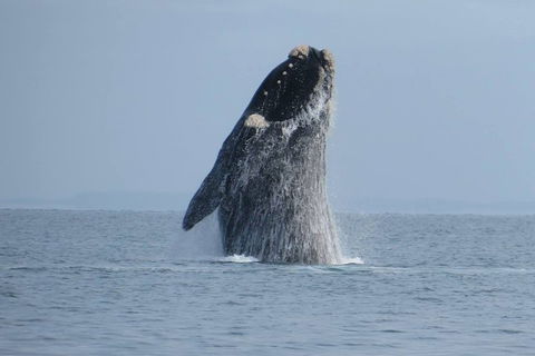 Kangaroo Island 75-Minute Ocean Safari - Accommodation Port Hedland 2