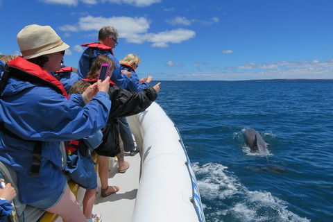 Kangaroo Island 75-Minute Ocean Safari - Accommodation Port Hedland 3