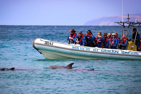 Kangaroo Island 75-Minute Ocean Safari - Accommodation Port Hedland 4