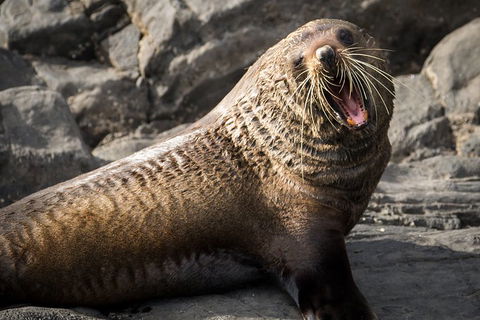 Kangaroo Island 75-Minute Ocean Safari - Accommodation Port Hedland 5