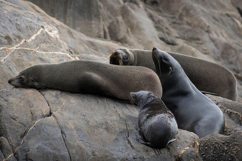 Kangaroo Island Ocean Safari - Snorkeling Safari - Accommodation Port Hedland 0