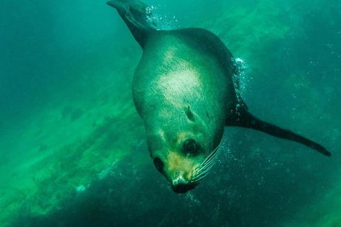 Kangaroo Island Ocean Safari - Snorkeling Safari - Accommodation Port Hedland 1