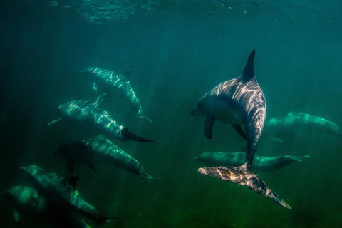 Kangaroo Island Ocean Safari - Snorkeling Safari - Accommodation Port Hedland 2