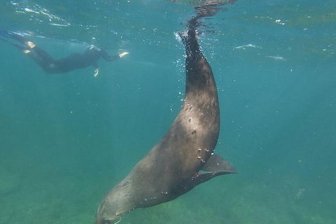 Kangaroo Island Ocean Safari - Snorkeling Safari - Accommodation Port Hedland 3