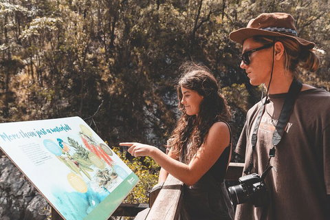 Springbrook AndTamborine Rainforest Tour Incl Natural Bridge And Glow Worm Cave - Accommodation Port Hedland 0