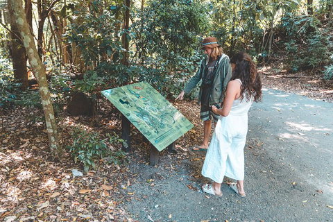 Springbrook AndTamborine Rainforest Tour Incl Natural Bridge And Glow Worm Cave - Accommodation Port Hedland 5