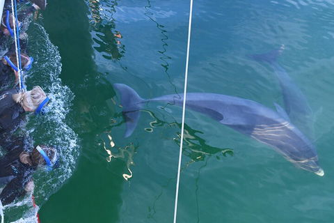 Dolphin Cruise From Adelaide With Optional Dolphin Swim - Accommodation Port Hedland 0