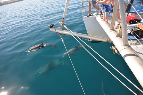 Dolphin Cruise From Adelaide With Optional Dolphin Swim - Accommodation Port Hedland 1