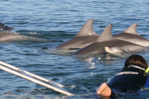Dolphin Cruise From Adelaide With Optional Dolphin Swim - Accommodation Port Hedland 2