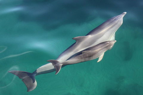 Dolphin Cruise From Adelaide With Optional Dolphin Swim - Accommodation Port Hedland 4