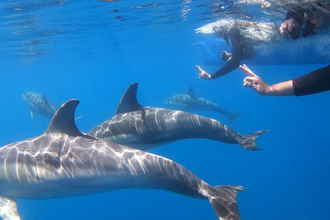Dolphin Cruise From Adelaide With Optional Dolphin Swim - Accommodation Port Hedland 5