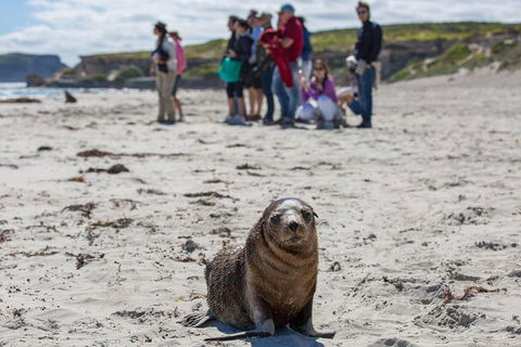 Kangaroo Island In A Day Tour From Adelaide - Accommodation Port Hedland 0