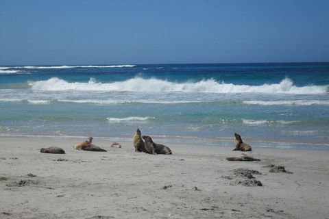 Kangaroo Island In A Day Tour From Adelaide - Accommodation Port Hedland 1