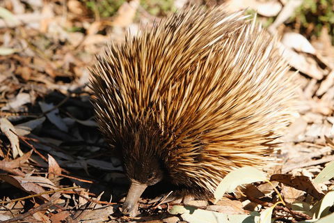 Kangaroo Island In A Day Tour From Adelaide - Accommodation Port Hedland 2
