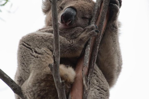 2-Day Kangaroo Island 4WD Small-Group Tour From Adelaide - Accommodation Port Hedland 0