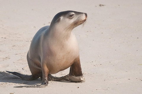 2-Day Kangaroo Island 4WD Small-Group Tour From Adelaide - Accommodation Port Hedland 4