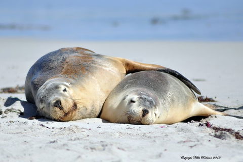 NEW TOUR - Kangaroo Island Road To Recovery Tour (1 Day/1 Night) - Accommodation Port Hedland 1