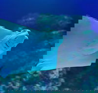 Cairns Aquarium Family Ticket - Accommodation Port Hedland