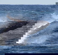 Whale Watching by Sea World Cruises - Accommodation Port Hedland