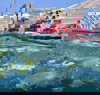 Outer Reef Pontoon Experience from Cairns - Accommodation Port Hedland