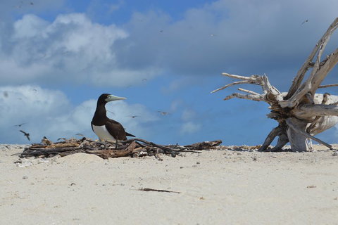 Seastar Luxury Outer Great Barrier Reef Island And Reef Tour From Cairns - Accommodation Port Hedland 1
