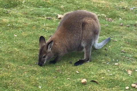 Cradle Mountain Day Tour From Launceston Including Lunch - Accommodation Port Hedland 5