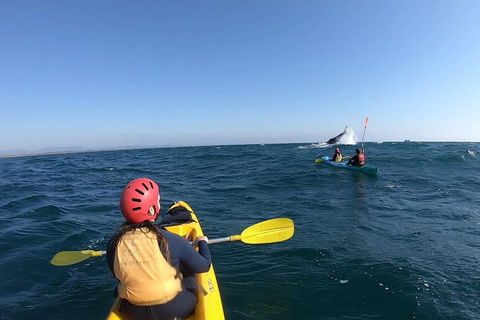 Kayaking With Dolphins In Byron Bay Guided Tour - Accommodation Port Hedland 3