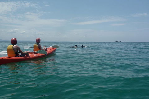 Kayaking With Dolphins In Byron Bay Guided Tour - Accommodation Port Hedland 4