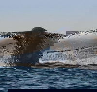 Sydney Whale-Watching Cruise Including Lunch or Breakfast - Accommodation Port Hedland