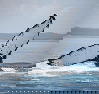 Hervey Bay Whale Watching Cruise - Accommodation Port Hedland