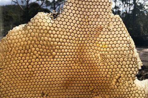 Bruny Island Day Tour, Includes Lunch And Exclusive Lighthouse Tour - Accommodation Port Hedland 1