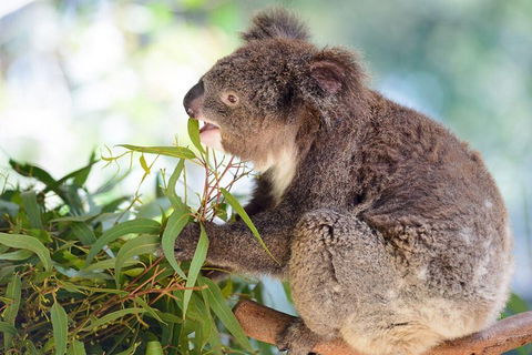 Blue Mountains Private Tour With Kangaroos & Koala Encounter - Accommodation Port Hedland 0