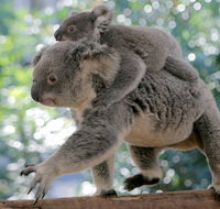 Lone Pine Koala Sanctuary Admission with Brisbane River Cruise - Accommodation Port Hedland