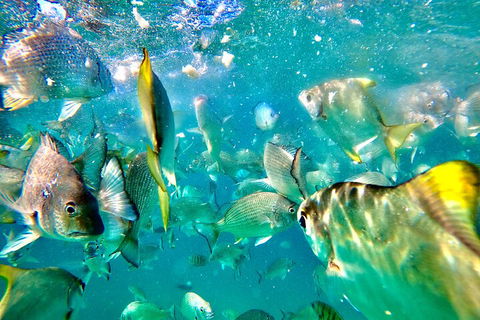 Moreton Island Day Trip (Kayak, Snorkel & Sandboard) Frm Brisbane Or Gold Coast - Accommodation Port Hedland 1