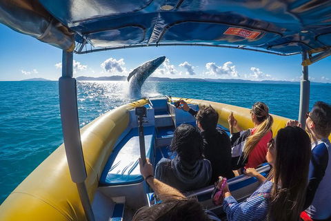 Ocean Rafting Tour To Whitehaven Beach, Hill Inlet Lookout & Top Snorkel Spots - Accommodation Port Hedland 4