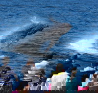 Tangalooma Island Resort Whale Watching Day Cruise - Accommodation Port Hedland