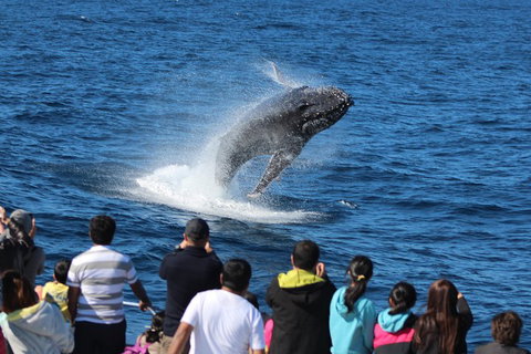 Tangalooma Island Resort Whale Watching Day Cruise - Accommodation Port Hedland 0