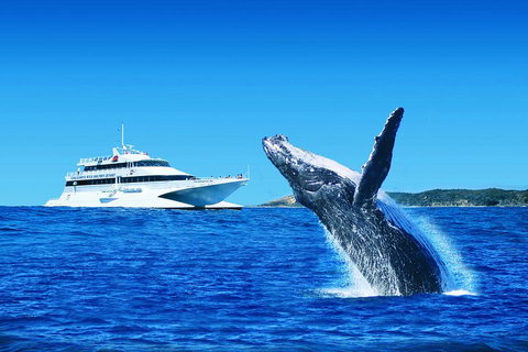 Tangalooma Island Resort Whale Watching Day Cruise - Accommodation Port Hedland 1