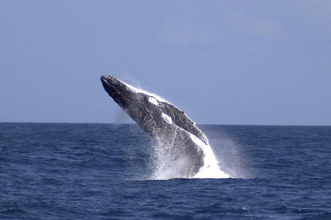 Tangalooma Island Resort Whale Watching Day Cruise - Accommodation Port Hedland 4