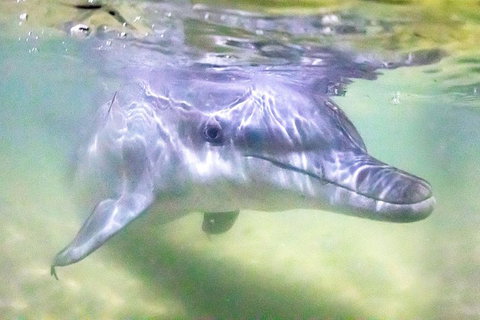 Tangalooma Island Resort Whale Watching Day Cruise With Dolphin Feeding - Accommodation Port Hedland 0
