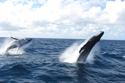 Tangalooma Island Resort Whale Watching Day Cruise With Dolphin Feeding - Accommodation Port Hedland 1