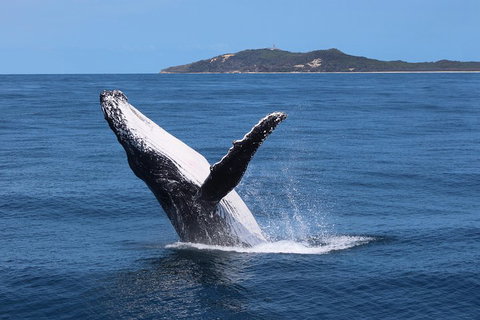 Tangalooma Island Resort Whale Watching Day Cruise With Dolphin Feeding - Accommodation Port Hedland 3
