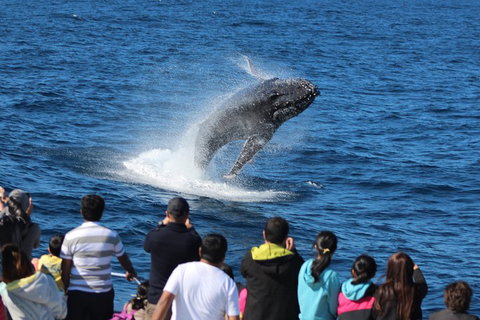 Tangalooma Island Resort Whale Watching Day Cruise With Dolphin Feeding - Accommodation Port Hedland 5