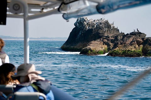 Julian Rocks Byron Bay Cruise - Accommodation Port Hedland 2